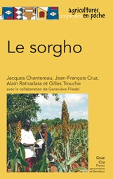 Le sorgho